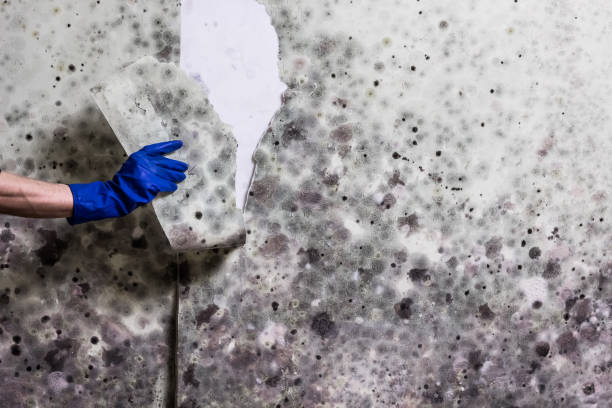 Best Mold Inspection  in Bear, DE