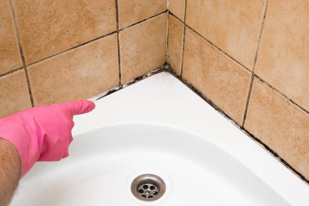 Best Mold Testing  in Bear, DE
